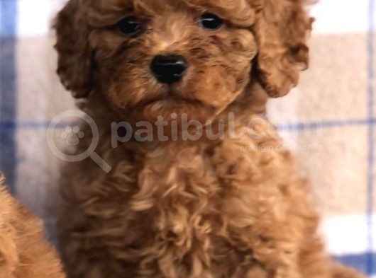 50 Günlük Poodle Yavrular