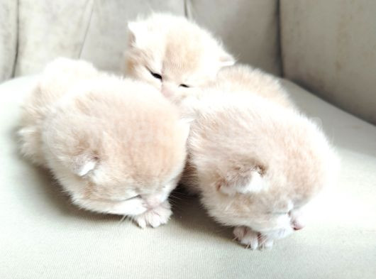 World Cat Federasyonu Kayitli Golden Ler görsel