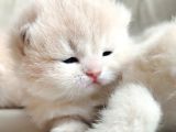 World Cat Federasyonu Kayitli Golden Ler