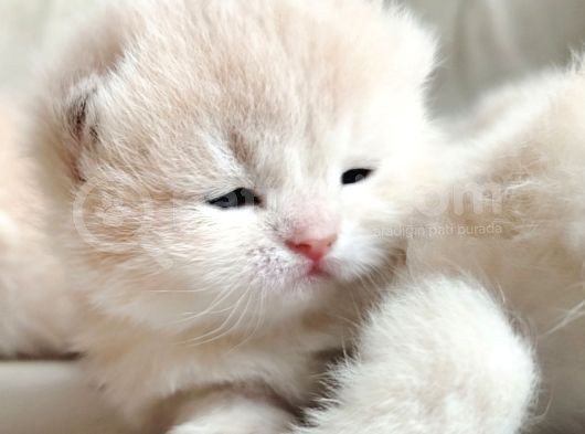 World Cat Federasyonu Kayitli Golden Ler görsel