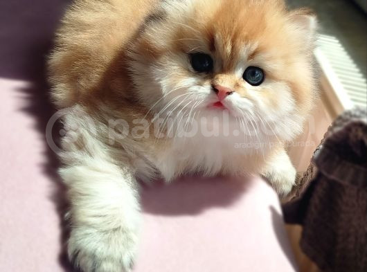 Safkan Muhteşem Ti̇p Premi̇um Golden görsel
