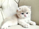 World Cat Federasyonu Kayitli Golden Ler