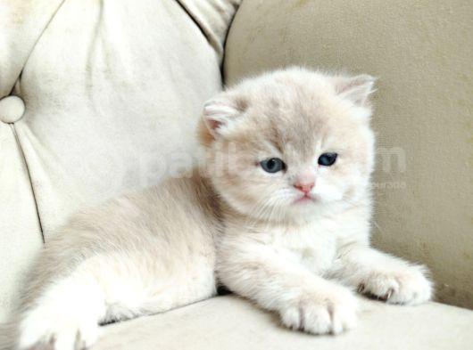 World Cat Federasyonu Kayitli Golden Ler görsel