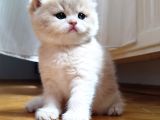 WORLD CAT FEDERASYONU KAYITLI GOLDEN LER