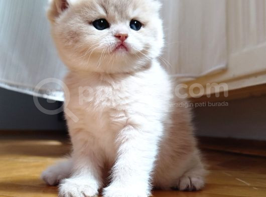 World Cat Federasyonu Kayitli Golden Ler