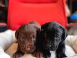 Cana Yakın Labrador Yavrularımız Yeni Sahibine Hazır
