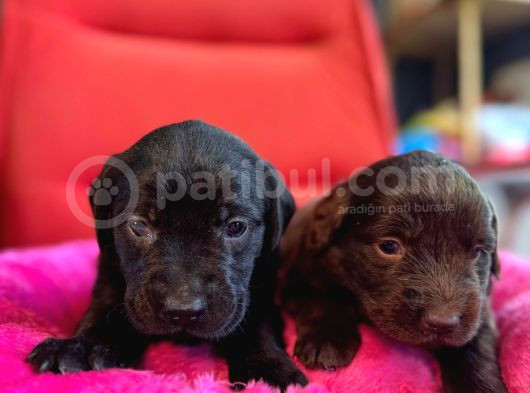 Cana Yakın Labrador Yavrularımız Yeni Sahibine Hazır görsel