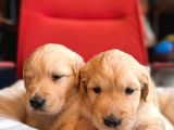 Golden Retriever Severler Için Minik Kalpler
