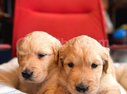 Golden Retriever Severler Için Minik Kalpler görsel