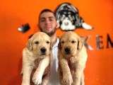 Golden Retriever Severler Için Minik Kalpler