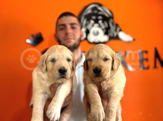Golden Retriever Severler Için Minik Kalpler görsel
