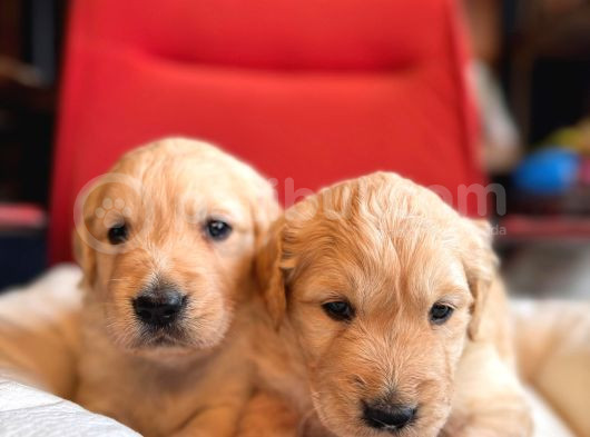 Golden Retriever Severler Için Minik Kalpler