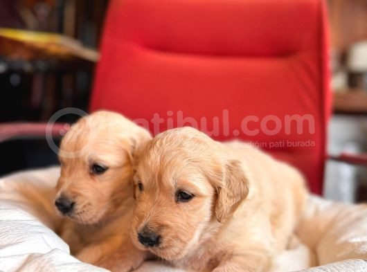 Golden Retriever Severler Için Minik Kalpler görsel