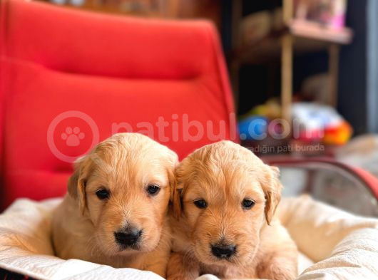 Golden Retriever Severler Için Minik Kalpler görsel