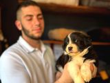 AKILLI VE SEVECEN BORDER COLLIE YAVRULARI  İLANDA