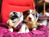 Akilli Ve Sevecen Border Collie Yavrulari  İlanda