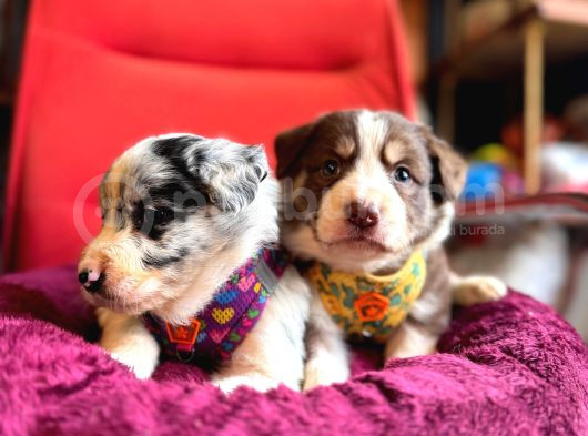 Akilli Ve Sevecen Border Collie Yavrulari  İlanda görsel