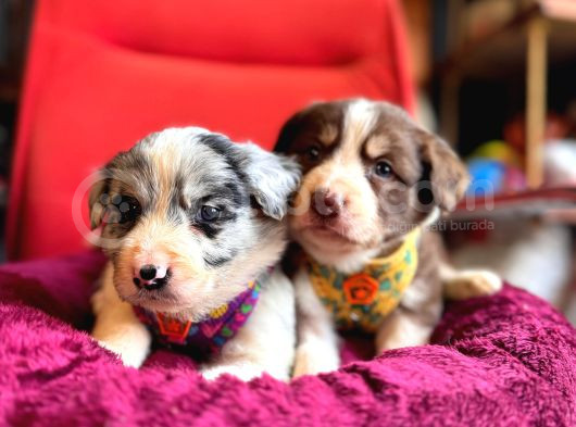 Akilli Ve Sevecen Border Collie Yavrulari  İlanda görsel