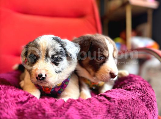Akilli Ve Sevecen Border Collie Yavrulari  İlanda görsel
