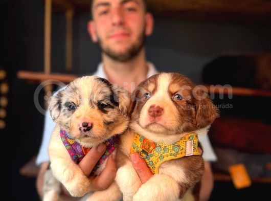 Akilli Ve Sevecen Border Collie Yavrulari  İlanda görsel