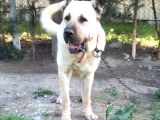 Kangal ve çoban köpekleri