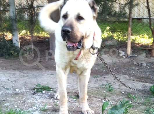 Kangal Ve Çoban Köpekleri