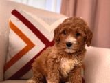 ÜST KALİTE MALTİPOO BEBEKLER