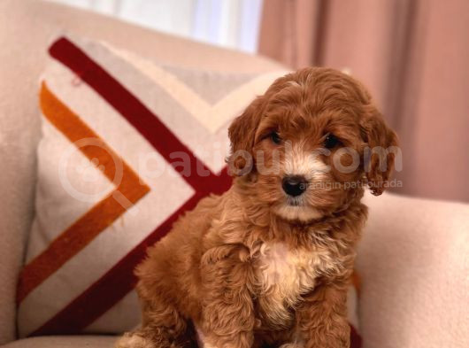 ÜST KALİTE MALTİPOO BEBEKLER