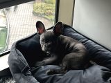 Bursa French Bulldog Sahiplendirme