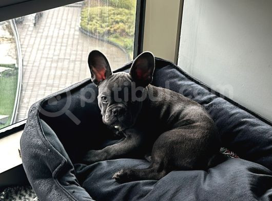 Bursa French Bulldog Sahiplendirme