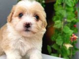 MALTİPO IRKININ EN İYİSİ