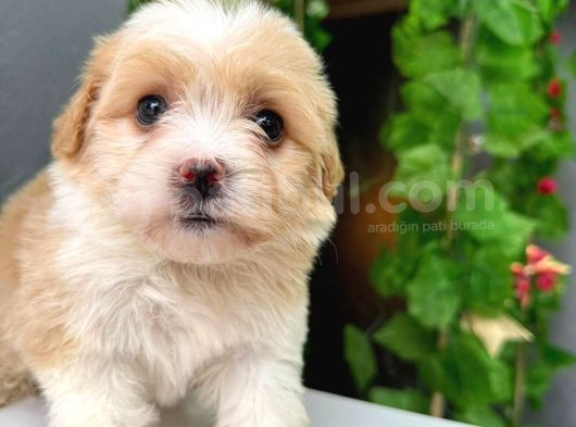 Malti̇po Irkinin En İyi̇si̇