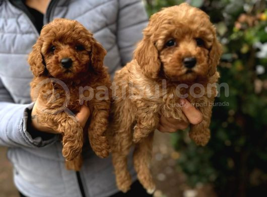 Toy Poodle Bebekler görsel