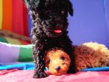 A Kali̇te Gerçek Toy Poodle Yavrular