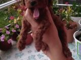 Çok Tatlı erkek teacup poodle yavrusu