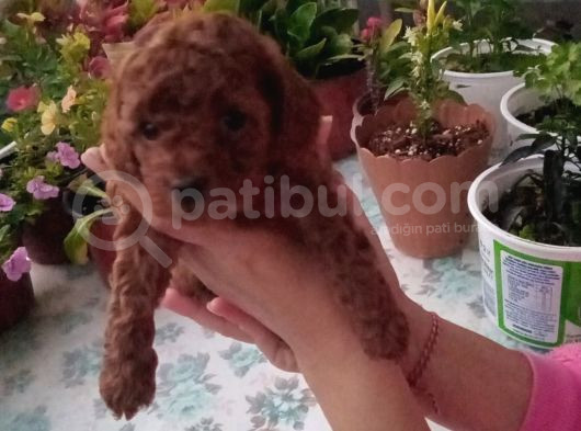 Çok Tatlı Erkek Teacup Poodle Yavrusu görsel