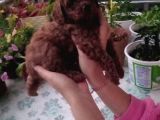 Çok Tatlı Dişi Teacup Poodle Yavrusu