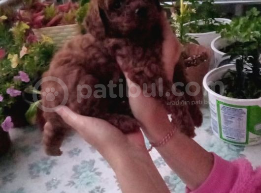 Çok Tatlı Dişi Teacup Poodle Yavrusu görsel