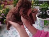 Çok Tatlı Dişi Teacup Poodle yavrusu