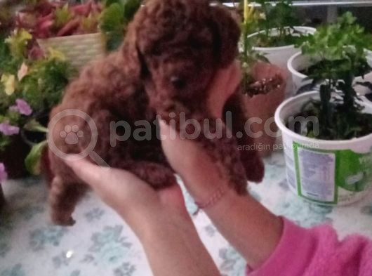 Çok Tatlı Dişi Teacup Poodle Yavrusu