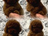 A Kali̇te Gerçek Toy Poodle Yavrular