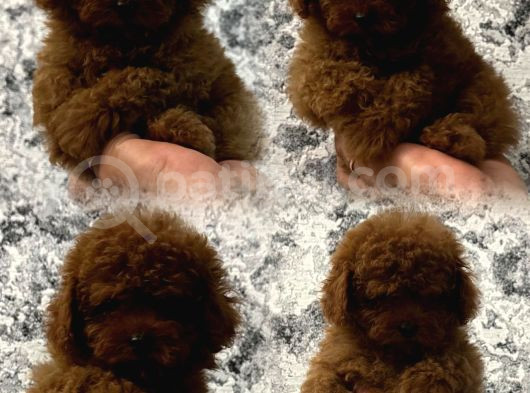 A Kali̇te Gerçek Toy Poodle Yavrular görsel