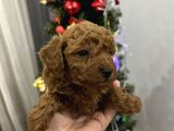 Toy Poodle Bebekler