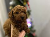 Toy poodle bebekler