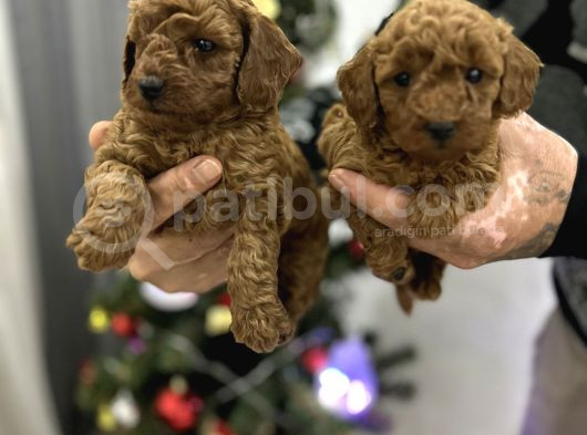 Toy Poodle Bebekler görsel