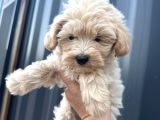 Maltipoo Dişi