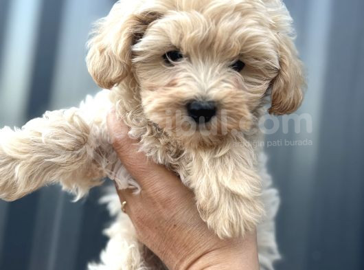 Maltipoo Dişi görsel