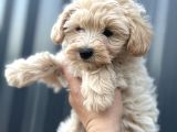 Maltipoo Dişi