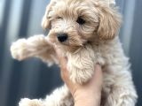 Maltipoo Dişi
