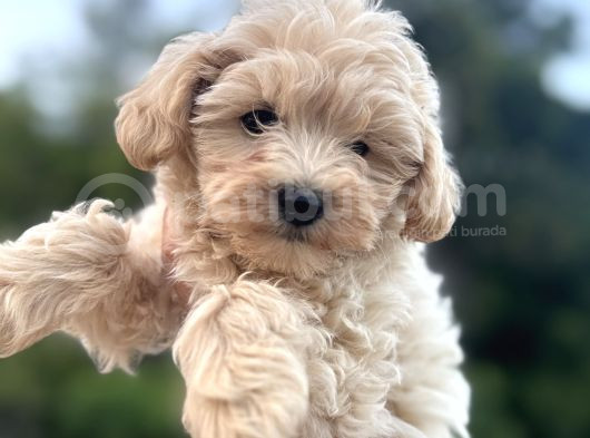 Maltipoo Dişi görsel
